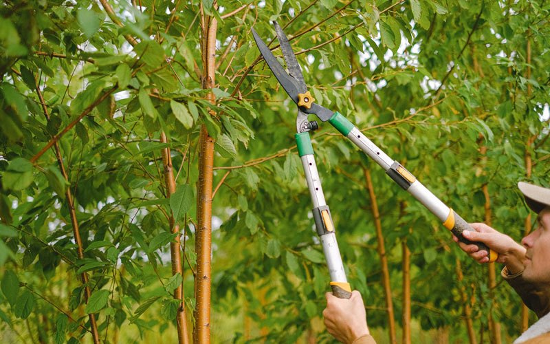 Tree trimming in Chebanse, IL